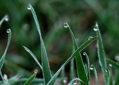 Morning Grass