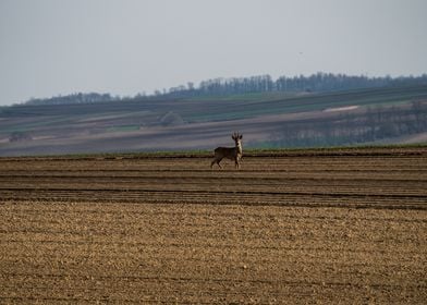 Deer On The Field