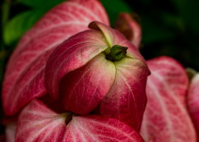 Red Wild Flower