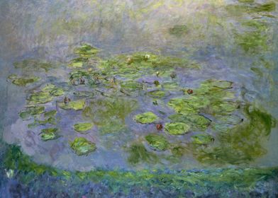 Water lilies