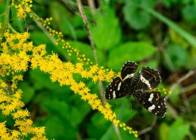 Butterfly On Yellow Flower