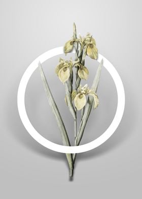 Vintage Irises Flower Art