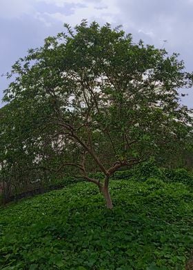 Guava Tree2