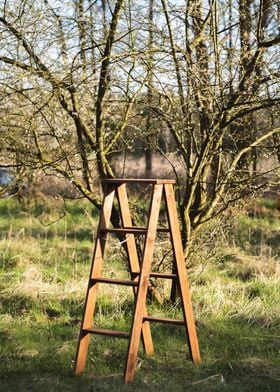 Ladder in the garden