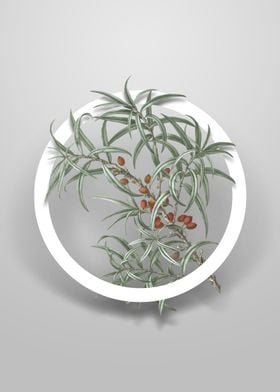 Common Sea Buckthorn Art