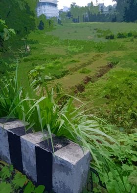 Paddy Field