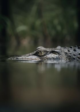 Stealthy Swamp Crocodile