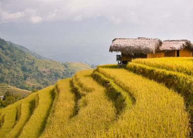 terraces rice