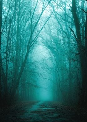 Forest Fog Road