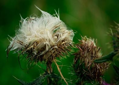 Thistle Flowers