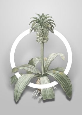 Eucomis Regia Flower Art