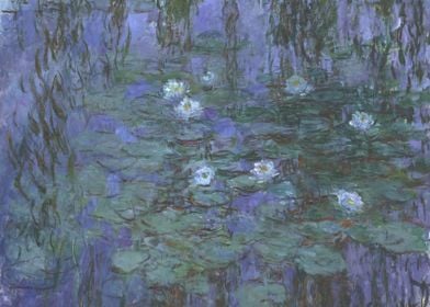 Blue Water lilies