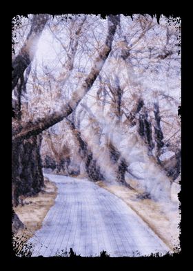 Cherry Blossom Path