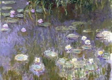 Water lilies