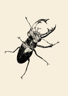 Stag beetle