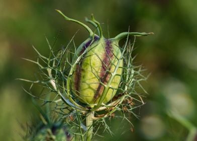 Flower Bud