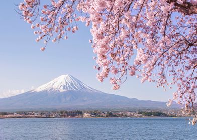 Pink Cherry Blossom Fuji