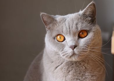 Grey Cat