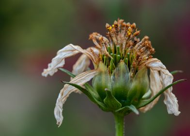 Withered White Flower