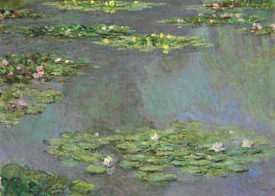 Water lilies 