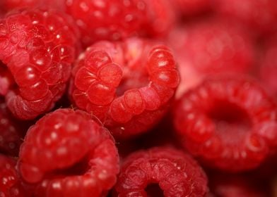 Red raspberries fruits