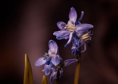 Purple flowers, macro