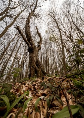 Towering Winter Tree