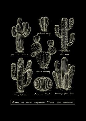 Cactus Species