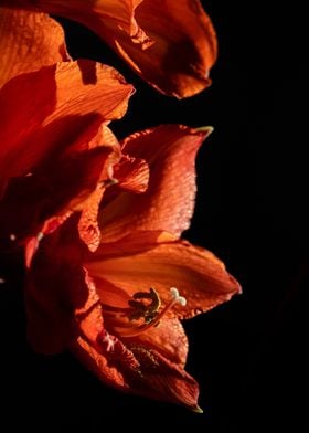 Red amaryllis, macro