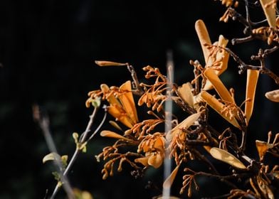 yellow plant mess