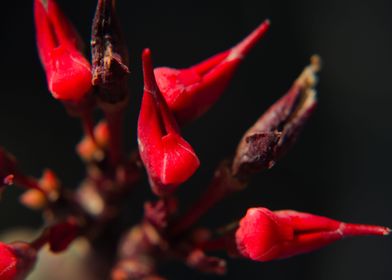 red flower nest