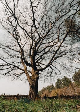 Tall Trees and Sky