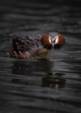 Great Crested Grebe 