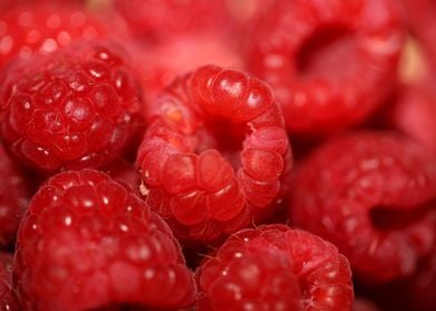 Red raspberries fruits