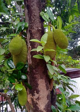 Jack Fruit Tree