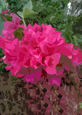 Bougainvillea2