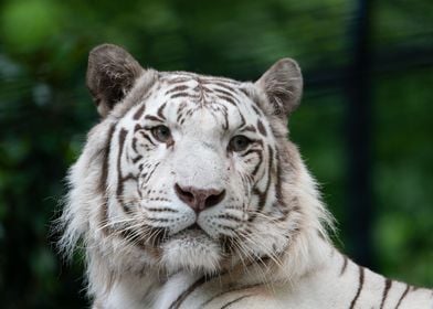 Whiter tiger