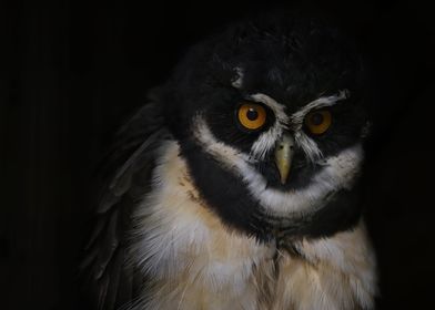 spectacled owl