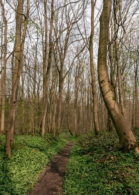 Winding Woodland Path