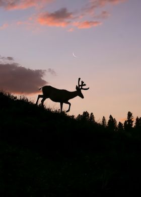 Reindeer Sillhouette Sun