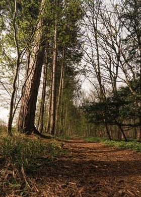 Old Forest Path