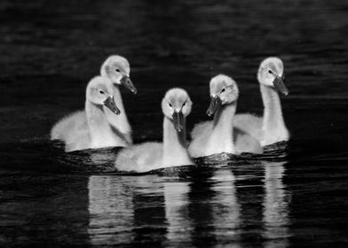 swan gang