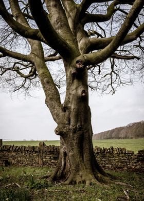 Tall Lone Tree