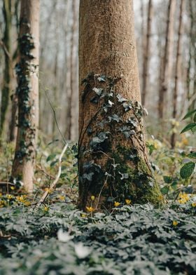 Forest Floor