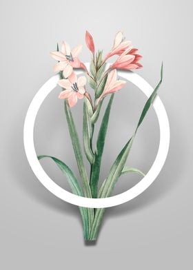 Gladiolus Saccatus Flower