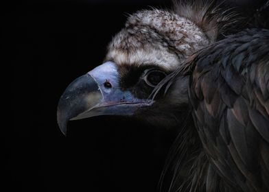 vulture animal face