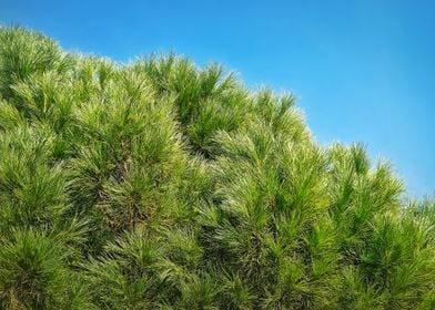 green pine branches