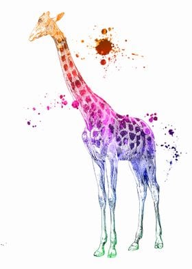 Giraffe 