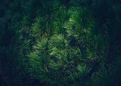 dark green pine texture