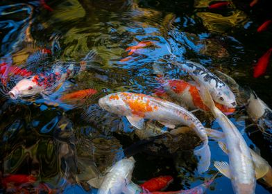 fish koi bellows